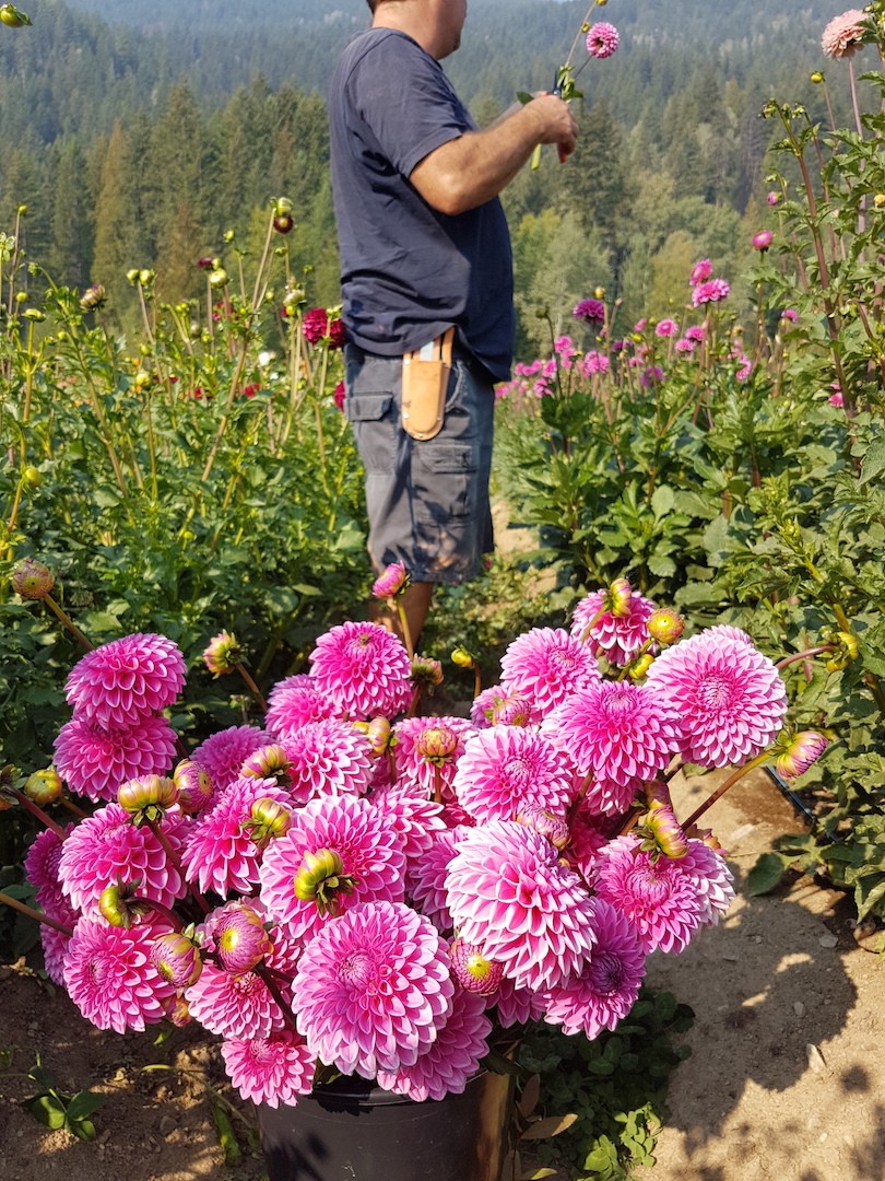 Dahlia 'Pink Sylvia