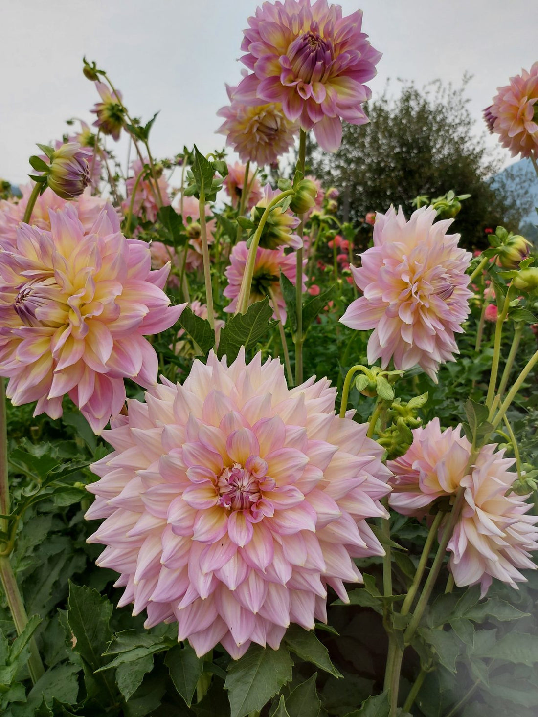 Strawberry Ice dahlia in her full glory in the field