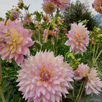 Strawberry Ice dahlia in her full glory in the field