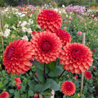 Dahlia Brown Sugar