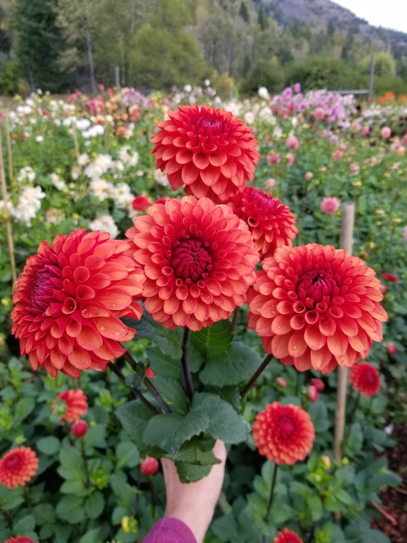 Dahlia Brown Sugar