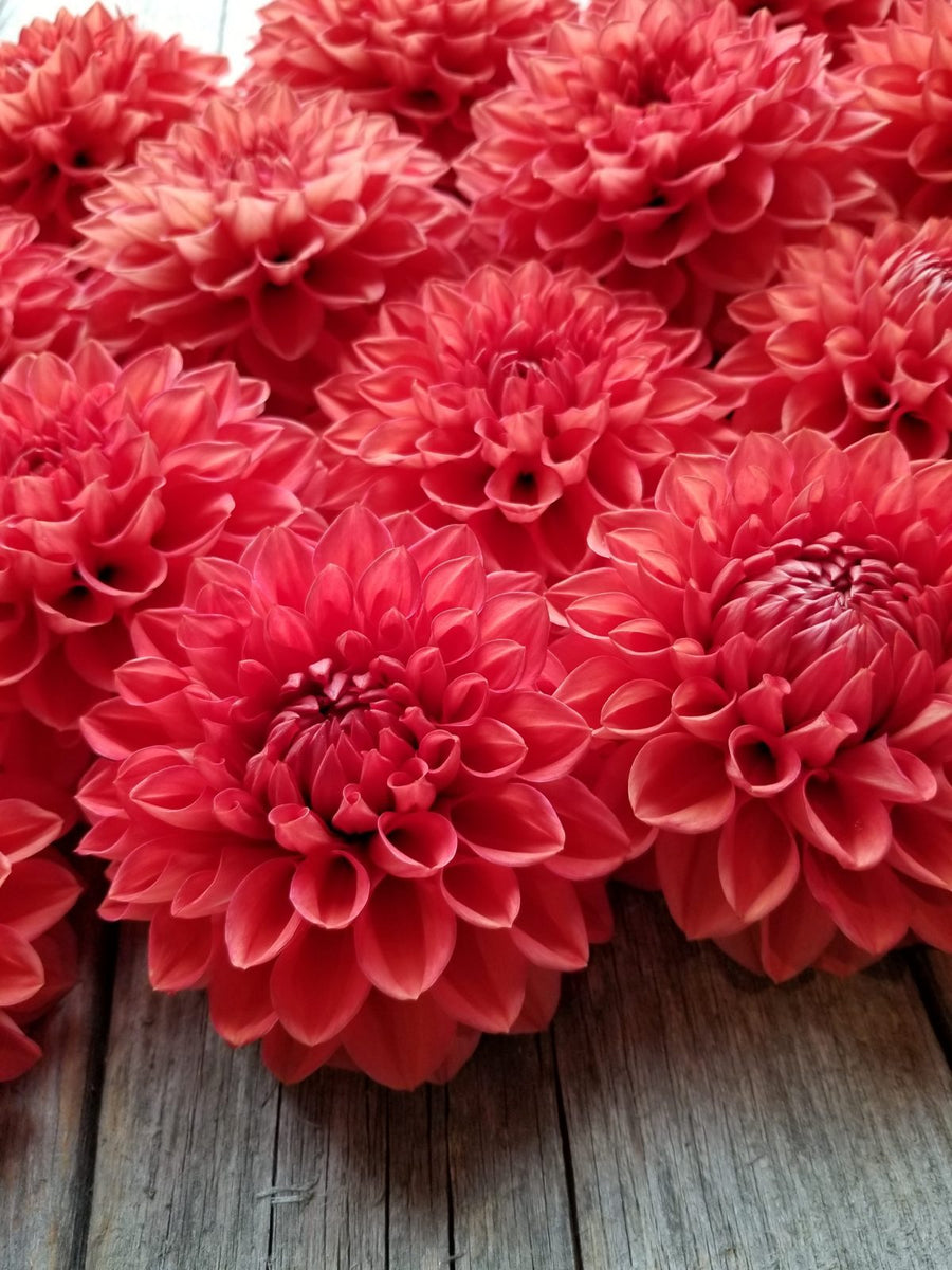 Dahlia Tempest closeup