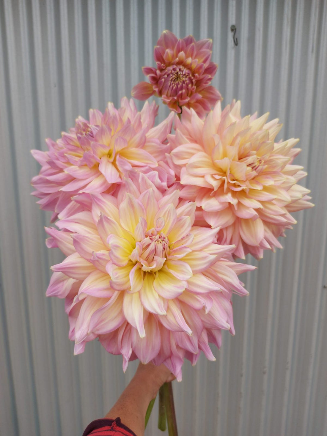 Dahlia Strawberry Ice